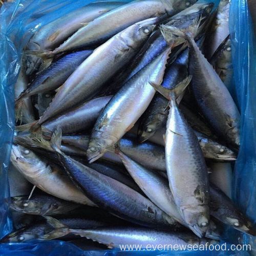 fresh scientific name of pacific mackerel frozen fish